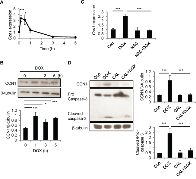 CCN1 was induced by DOX in H9c2 cells.
