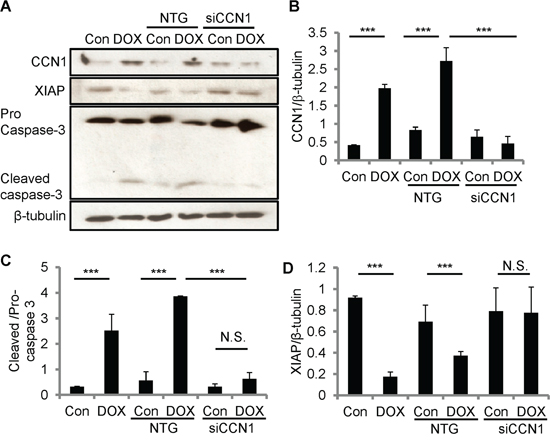 CCN1 critically mediated DOX cardiotoxicity through diminishing XIAP in H9c2 cells.