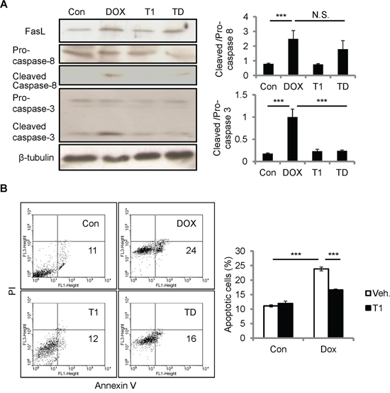 Disrupting CCN1/&#x03B1;6&#x03B2;1 engagement inhibited DOX-induced apoptosis but not FasL induction or caspase-8 activation in H9c2 cells.