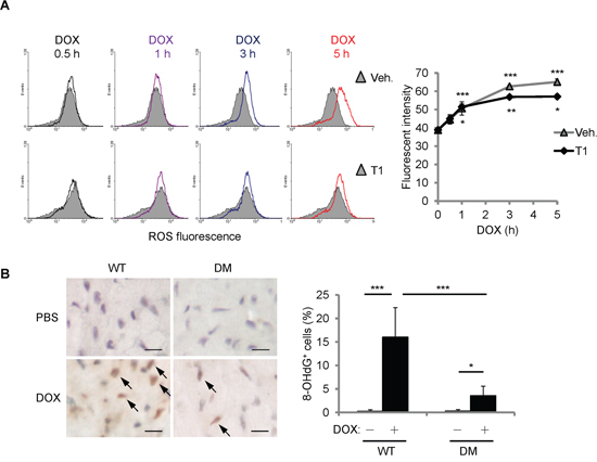 DOX increased cellular ROS partially independent of CCN1.