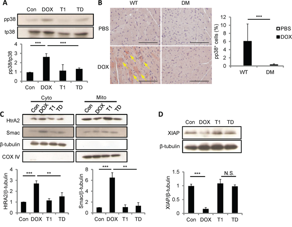 DOX promoted p38 activation, Smac and HtrA2 translocation to cytosol, and XIAP reduction through CCN1/&#x03B1;6&#x03B2;1 signaling.