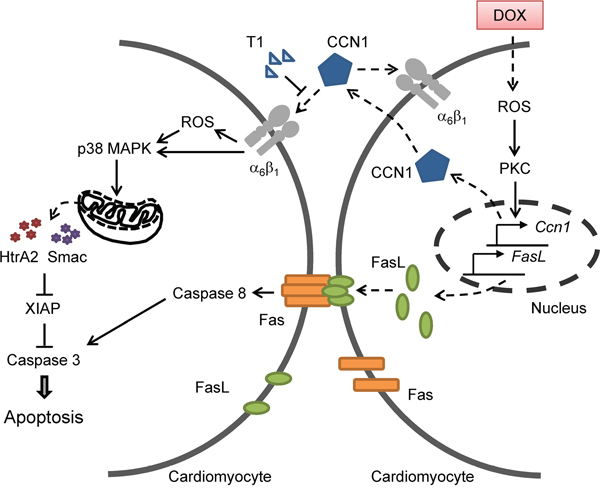 A diagram illustrates the mechanism by which CCN1 mediates DOX cardiotoxicity through autocrine and paracrine signaling by engaging integrin &#x03B1;6&#x03B2;1 to elicit signaling to dismantle the inhibition of XIAP and facilitate apoptosis.