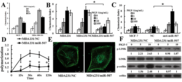 MiR-507 inhibited PlGF-1-induced chemotaxis and actin polymerization of breast-cancer cells.