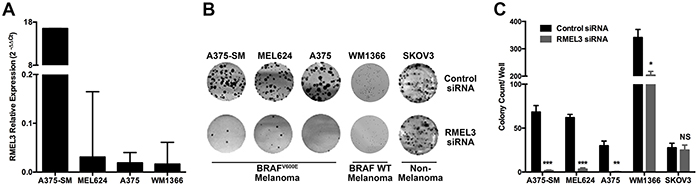 RMEL3 is required for cell clonogenic capacity.