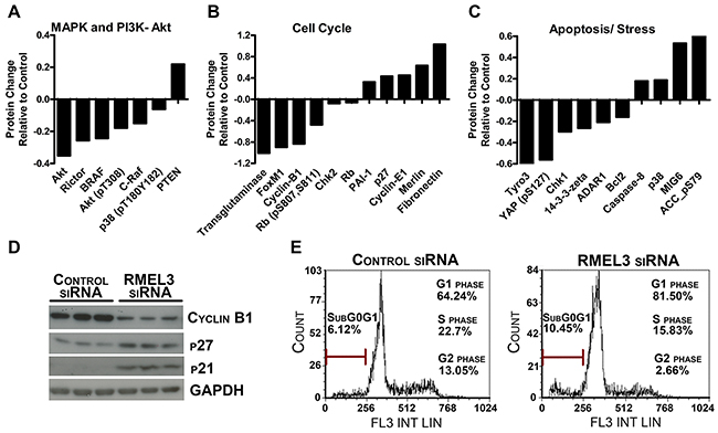 RMEL3 knockdown modulates important melanoma protein levels.
