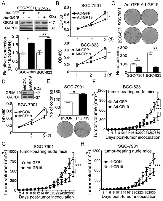 GRIM-19 possesses tumor-suppressive function in GC cells.
