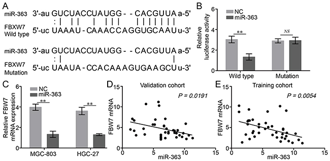 miR-363 directly targets FBW7 expression in gastric cancer cells.