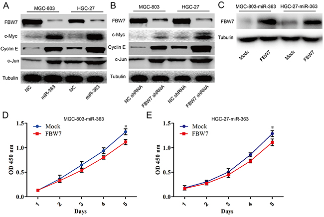 miR-363 overexpression inhibits FBW7 signaling in gastric cancer cells in vitro.