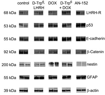 Western blot analyses of LHRH receptor and tumor marker expression following AN-152 treatment.