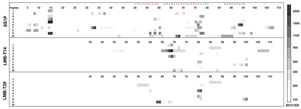 Stimulation of PBMC from 10 donors with LMB-T20, LMB-T14 and SS1P.