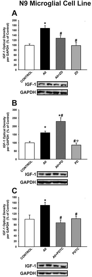 Western blot analysis of the effects of AII on IGF-1 expression in N9 microglial cells.