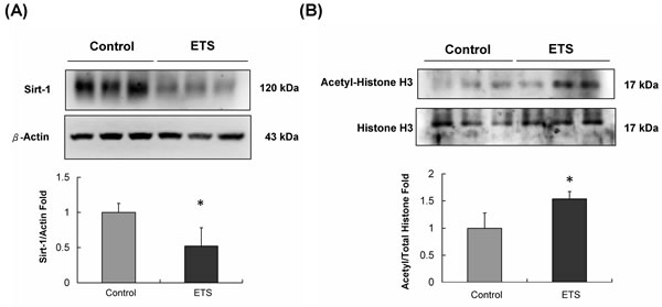 Sirt-1 protein level and its deacetylase substrate protein analysis.