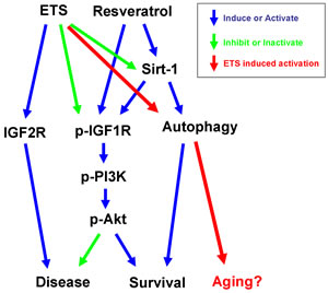 The ETS exposure will accelerate the aging and harm the heart.