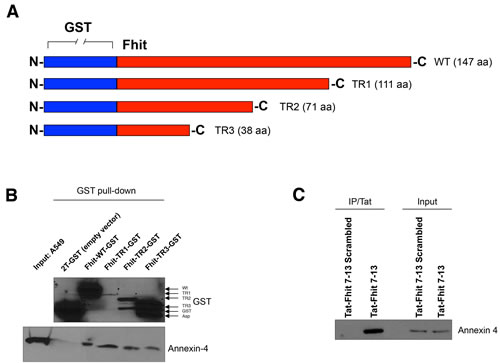 Fhit peptide interacts with Annexin 4.