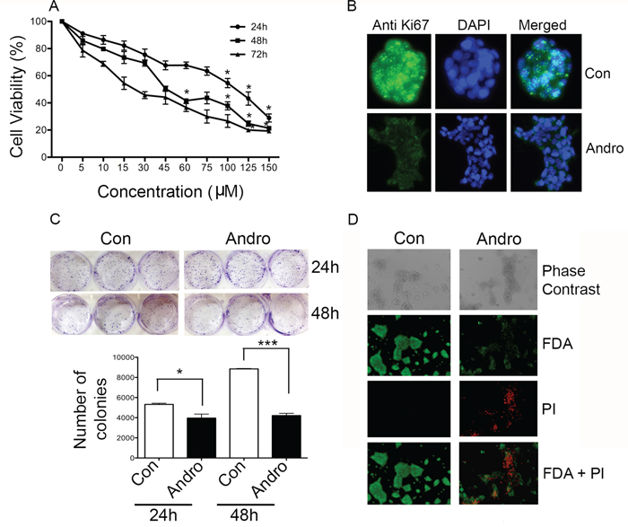 Andrographolide suppresses cell proliferation and clonogenicity in T84 cells.