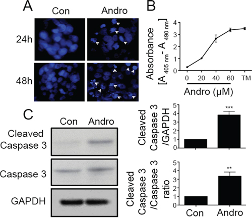 Andrographolide induces cell apoptosis in colon cancer T84 cells.