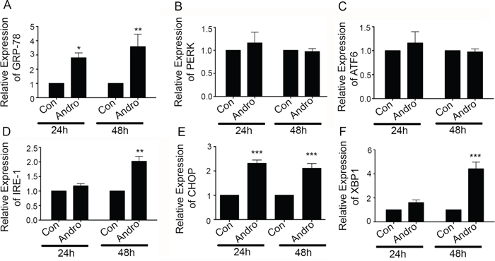 Andrographolide induces ER stress-related IRE-1 and associated proteins.