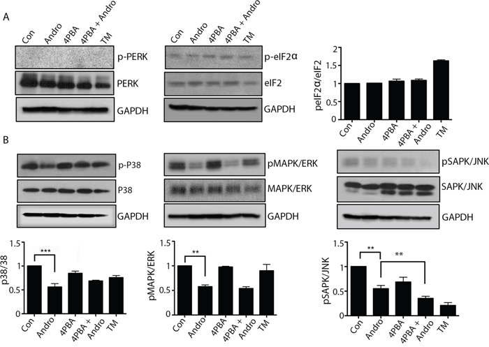 Andrographolide induced ER stress does not activate PERK or ATF-6 pathways, and downregulates MAPK pathways.