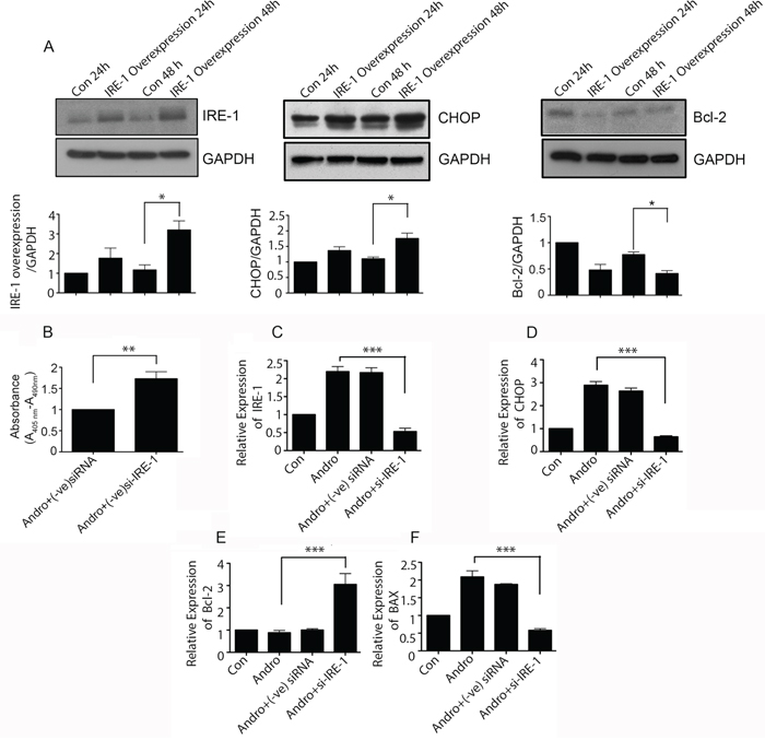 Andrographolide induced apoptosis signaling is dependent on IRE-1.