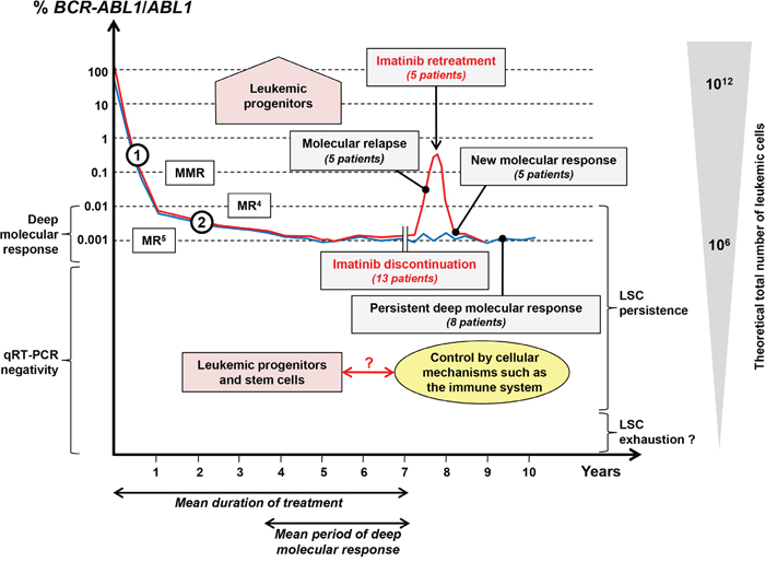 Molecular recurrence and sustained molecular response in CML patients after TKI discontinuation in the context of LSC persistence.