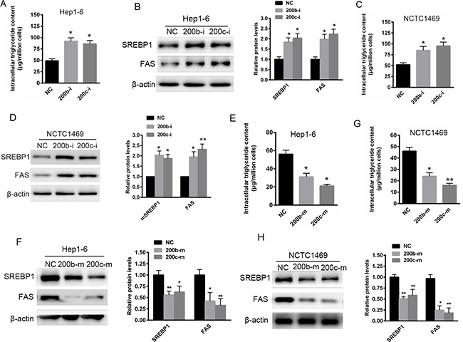 Reduced miR-200b and miR-200c expression contributes to abnormal lipid accumulation in Hep1-6 and NCTC1469 cells.