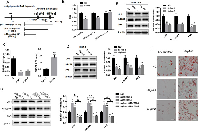 JUN activates lipid accumulation by activating the transcription of srebp1.