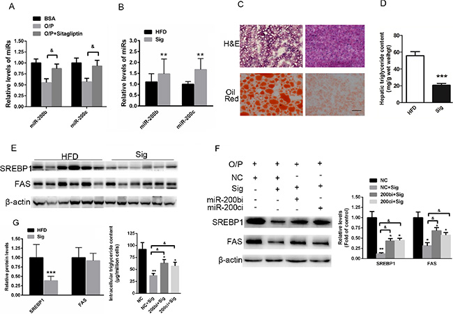 Elevated miR-200b and miR-200c expression is associated with sitagliptin-reduced hepatic lipid accumulation in mice fed a HFD.