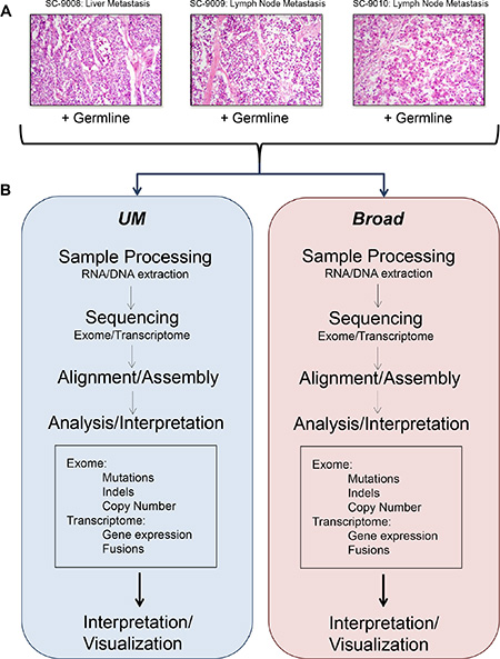 Flow of experiments and analyses.