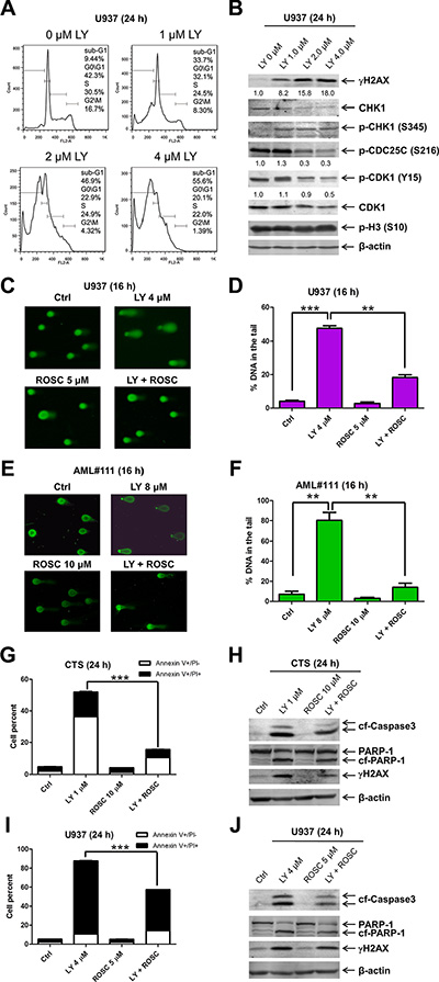 LY2603618 treatment results in DNA double strand breaks.