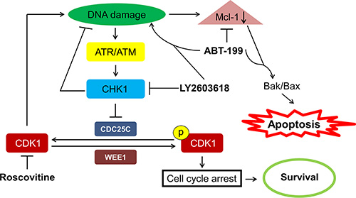 Proposed mechanism of action for LY2603618 alone or in combination with ABT-199 in AML cells.