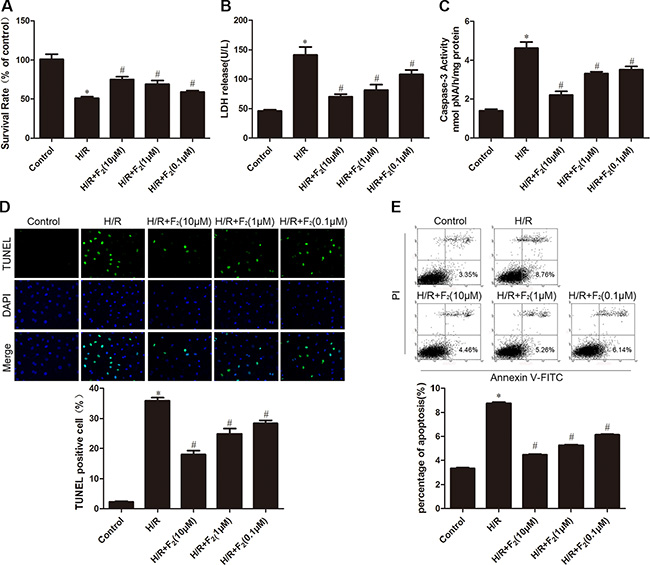 Effects of F2 on H/R-induced injury and apoptosis in CMECs.