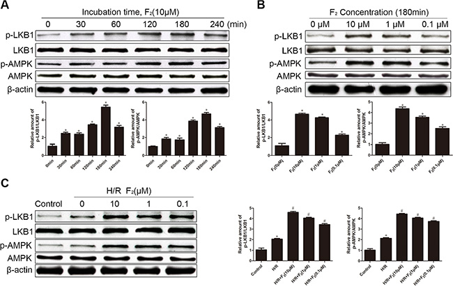 Effects of F2 on phosphorylation of LKB1 and AMPK in CMECs, as assessed by western blot.