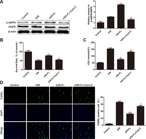Influence of AMPK inhibitor compound C on F2-mediated phosphorylation of AMPK and H/R injury.