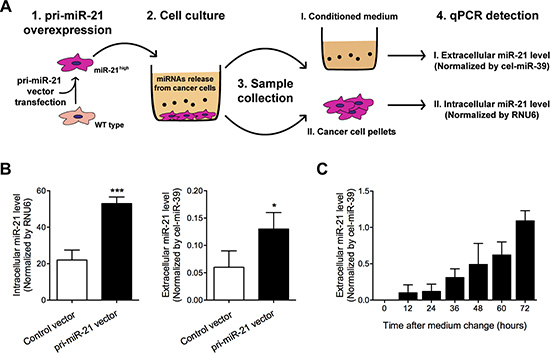 Extracellular and intracellular miR-21 levels were detected in pri-miR-21 overexpressed glioma cells after culture.