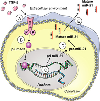Overview of TGF-&#x03B2;/Smad3 signaling pathways in regulating miR-21 secretion.