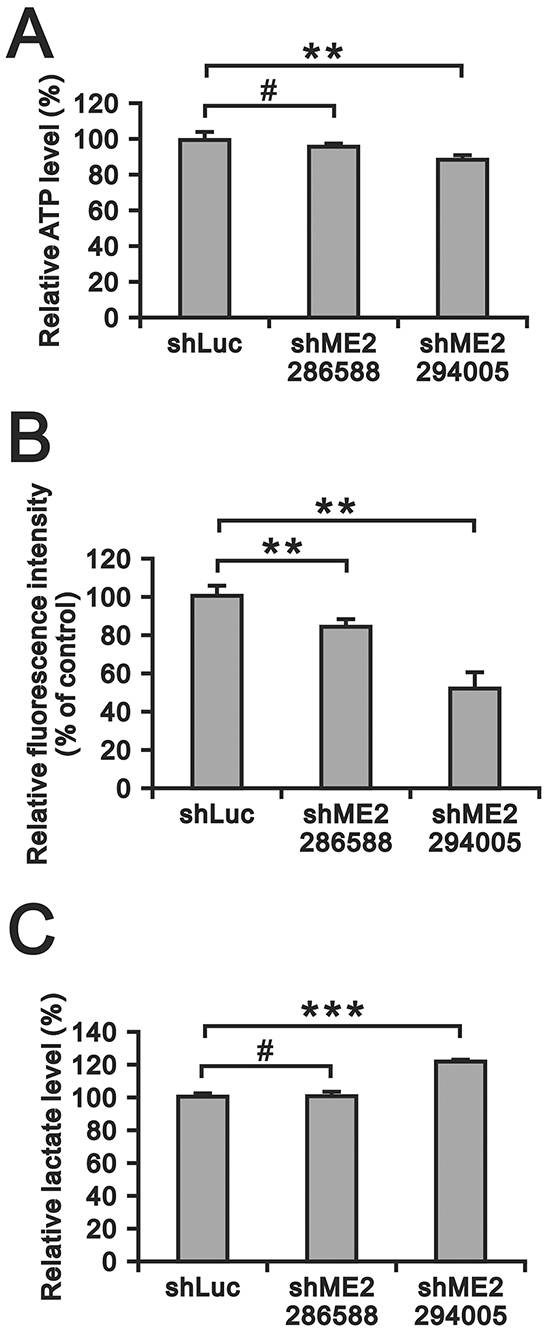 The effects of ME2 on ATP, ROS and lactate production in GBM8401 cells.