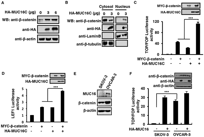 MUC16C promotes &#x03B2;-catenin-dependent transcriptional activity through enhanced cytosol-nucleus transportation.