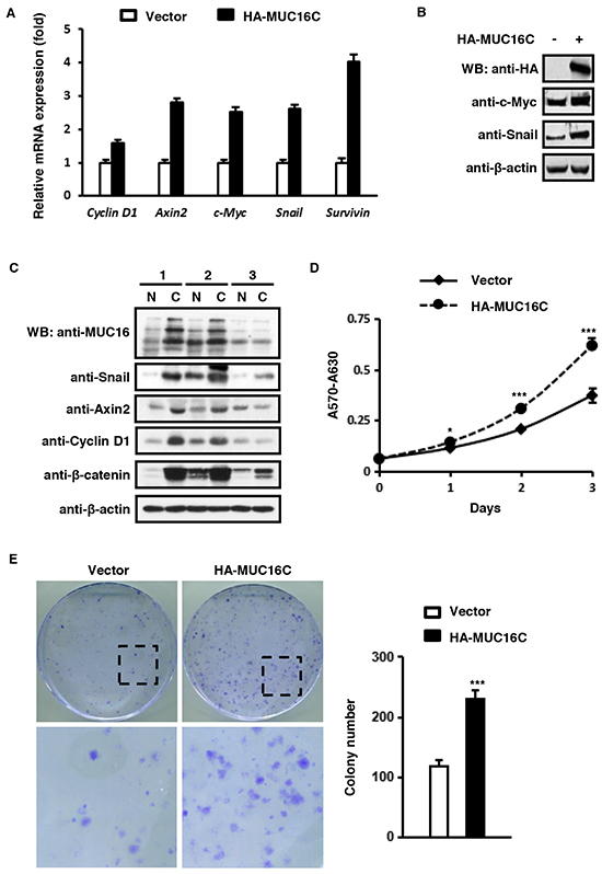 MUC16C up-regulates expression of Wnt target genes and promotes cell proliferation.
