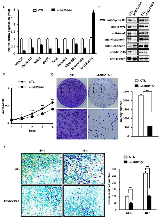 MUC16 knockdown reduces proliferation and metastasis of SKBR-3 cells.