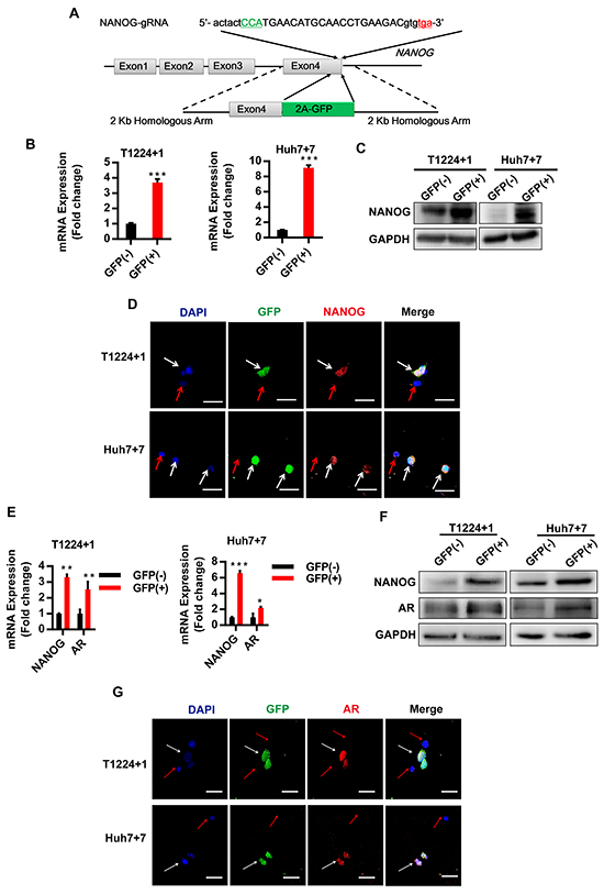 AR is co-localization with Nanog in HCC cells based on GFP labeled Nanog cells by CRISPR/Cas9 system.