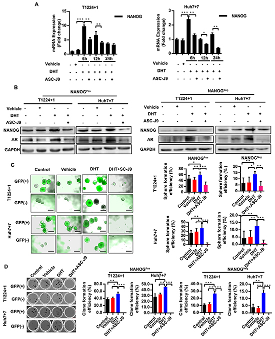 Androgen/AR axis stimulates Nanog expression and promotes HCC cells stemness.