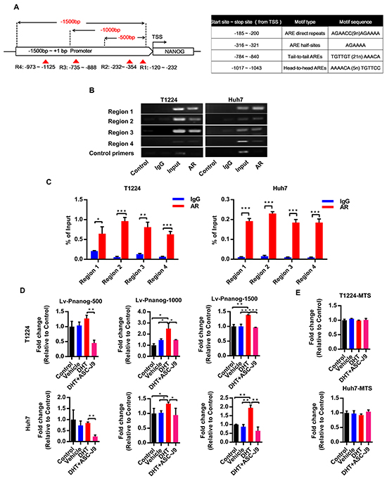Androgen/AR axis stimulates Nanog transcription activity by binding to its promoter.