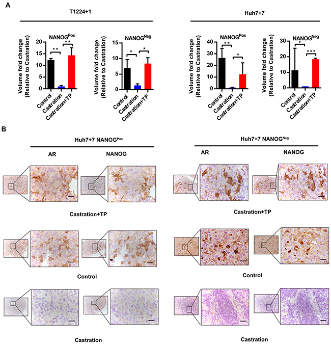 Androgen/AR axis promotes oncogenesis of HCC cells in vivo.