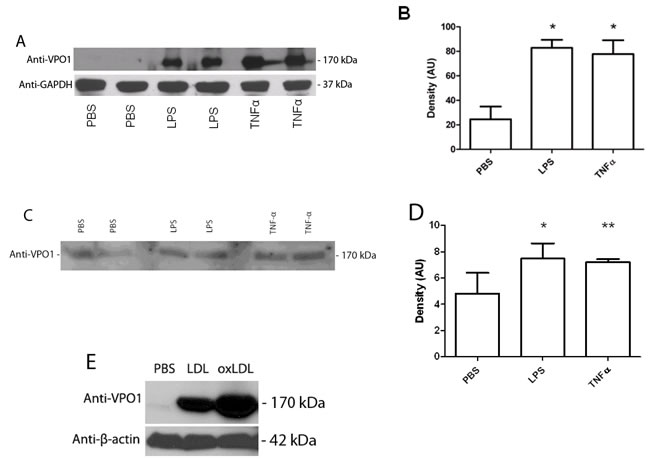 LPS, TNF-&#x3b1; and LDL induce VPO1 expression in aorta and secretion into plasma.