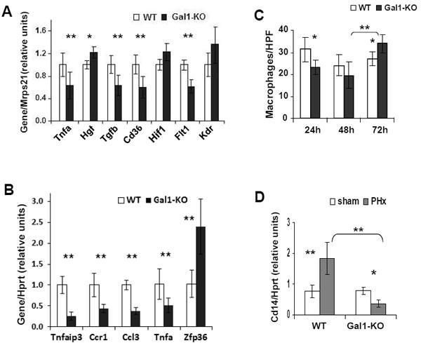 Decreased hepatic inflammation in Gal1-KO mice at the early stages of LR following PHx.