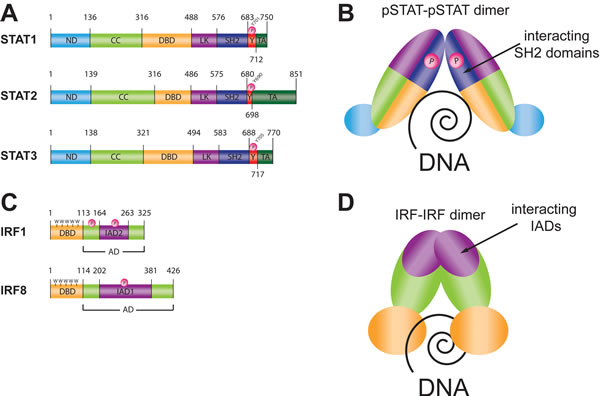 Human STAT and IRF proteins general structure and DNA binding mechanism.