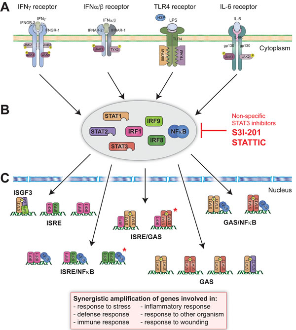 Physiological basis of human STAT and IRF signaling of pro-inflammatory triggers.