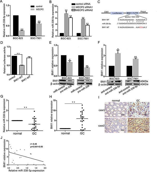 MECP2 suppressed miR-338-5p expression and miR-338-5p could target BMI1.