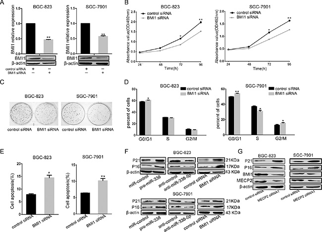 miR-338-5p inhibits cell proliferation through BMI1.