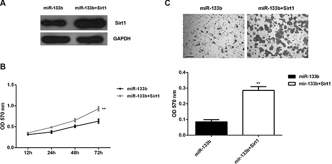 Forced Sirt1 expression partly abolished the effect of miR-133b on cell proliferation and invasion.